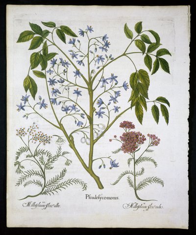 لوحة أرجواني ليلك أو فخر الهند ، وأخيليا ميلفوليوم (جنود الجرح) لوحة 136 من Hortus Eystettensis by Basil Besler (1561-1629) pub 1613 (نقش ملون باليد) بواسطة المدرسة الألمانية
