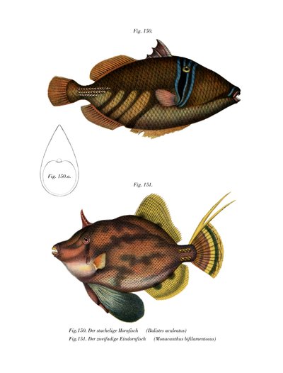Picasso Fish (colour litho) بواسطة المدرسة الألمانية