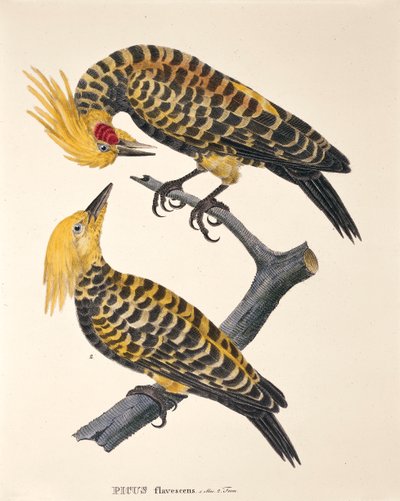 Picus Flavescens ، من "Avium Species Nova Per Brasiliam" بقلم يوهان بابتيست فون سبيكس وكارل فريدريش فون مارتيوس بواسطة المدرسة الألمانية