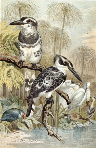 Pied Kingfisher ، لوحة من "Brehms Tierleben: Allgemeine Kunde des Tierreichs" ، المجلد 5 ، الصفحة 60 ، نشره Bibliographisches Institut بواسطة المدرسة الألمانية