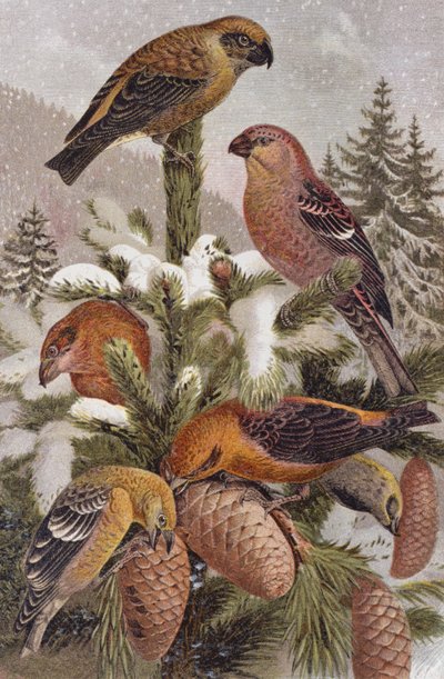 Pine Grosbeak و Crossbill ، لوحة من Brehms Tierleben: Allgemeine Kunde des Tierreichs ، المجلد 4 ، ص. 314 ، نشره المعهد الببليوغرافي ، 1891 بواسطة المدرسة الألمانية