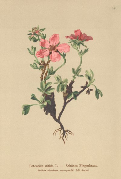 الوردي Cinquefoil (Potentilla nitida) بواسطة المدرسة الألمانية