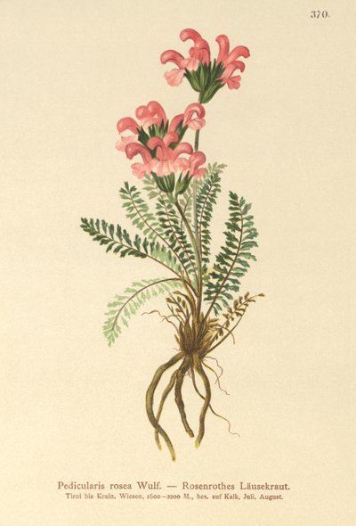 Pink Lousewort (Pedicularis rosea) بواسطة المدرسة الألمانية
