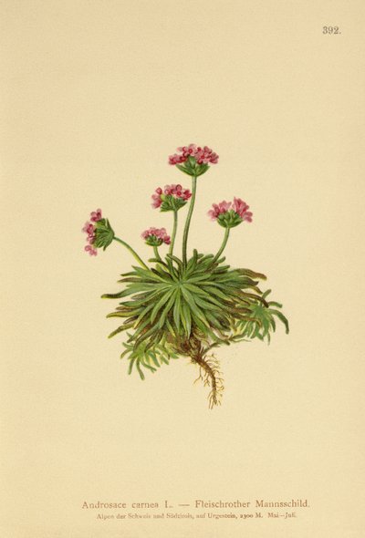 بينك روك ياسمين (كارنيا Androsace) بواسطة المدرسة الألمانية