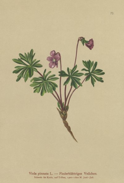 Pinnate Violet (Viola pinnata) بواسطة المدرسة الألمانية