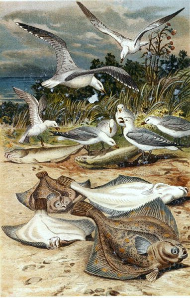 Plaice ، لوحة من "Brehm's Animal Life: General Knowledge of the Animal Kingdom" ، المجلد 8 ، ص 226 ، نشره المعهد الببليوغرافي بواسطة المدرسة الألمانية