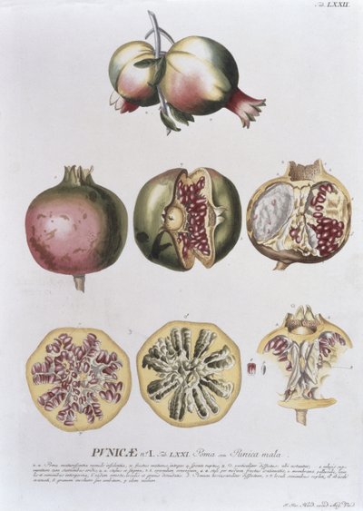 الرمان ، محفور من قبل يوهان جاكوب هايد (1704-67) لوحة 72 من كتاب نباتي ، حانة. بواسطة أوغسطس فيند بواسطة المدرسة الألمانية