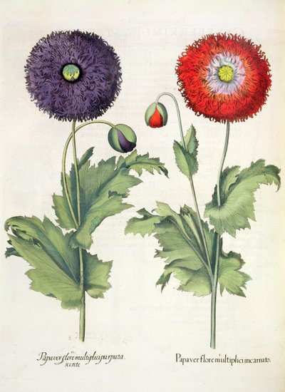 الخشخاش: 1.Papaver تتفتح اللحم متعددة. 2- أوراق نباتية أرجوانية متعددة ، من Eystettensis بقلم Basil Besler (1561-1629) ، حانة. 1613 بواسطة المدرسة الألمانية