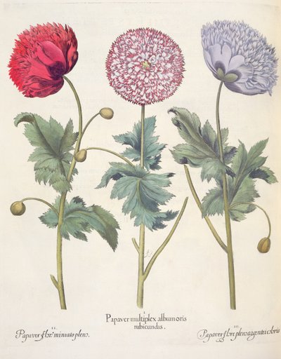 الخشخاش ، أحمر 1.Papaver متعددة الألبومات ؛ 2.زهرة الورق بلورات Miniato الكاملة ؛ 3.بابيه زهرة pensaver plensargentei ، من Eystettensis بقلم Basil Besler (1561-1629) ، حانة. 1613 بواسطة المدرسة الألمانية