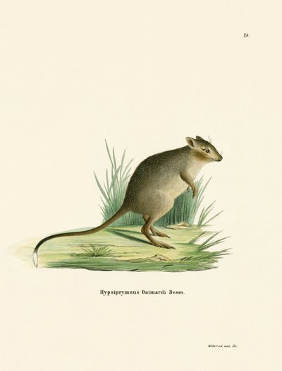 Potoroo (نقش ملون) بواسطة المدرسة الألمانية