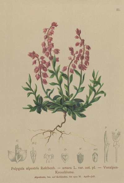 Prealpine Milkwort (Polygala alpestris ، Polygala amara var. aut. pl. ، Polygala brachyptera) بواسطة المدرسة الألمانية