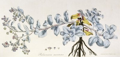 بولموناريا ماريتيما ، 1785-1788 بواسطة المدرسة الألمانية