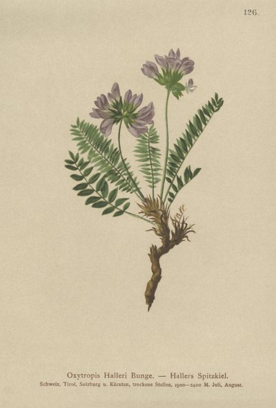 Oxytropis الأرجواني (الولايات Oxytropis) بواسطة المدرسة الألمانية