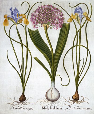 الإحساس الأرجواني ، والقزحية الإسبانية ، من Hortus Eystettensis ، بقلم باسل بيسلر (1561-1629) ، حانة. 1613 (نقش يدوي) بواسطة المدرسة الألمانية