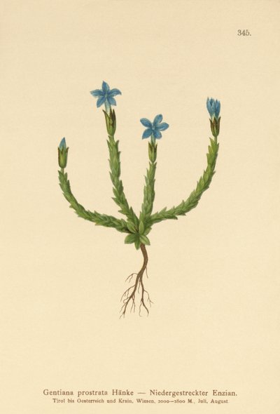 الأقزام الجنطيانا (Gentiana prostrata) بواسطة المدرسة الألمانية