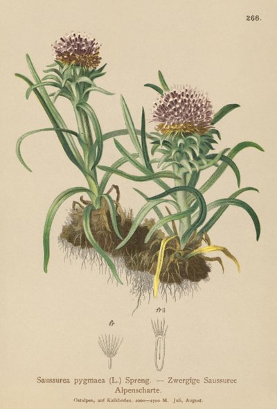 Pygmy Saussurea (Saussurea pygmaea) بواسطة المدرسة الألمانية