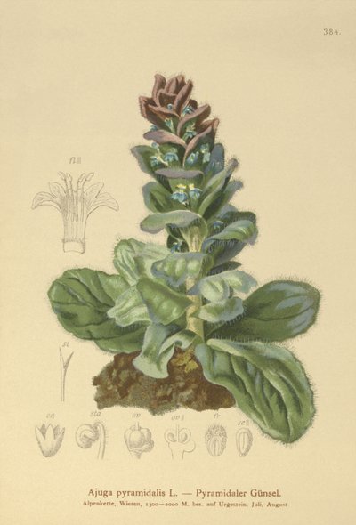 هرم هرمي (Ajuga pyramidalis) بواسطة المدرسة الألمانية