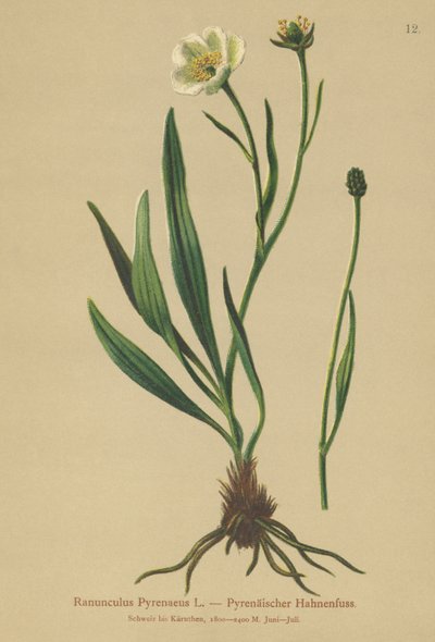 Pyrenean Crowfoot (Ranunculus Pyrenaeus) بواسطة المدرسة الألمانية