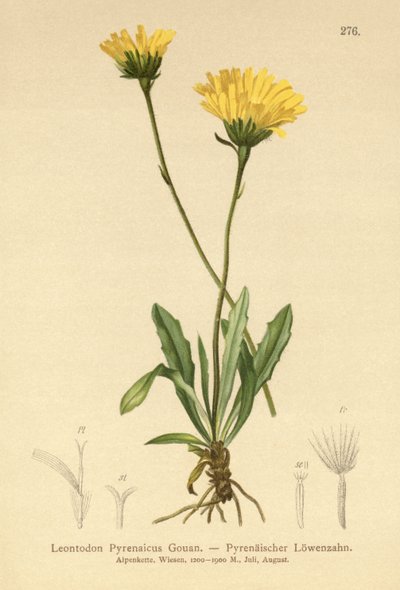 Pyrenean Hawkbit (Leontodon Pyrenaicum ، Leontodon Pyrenaicus ،) بواسطة المدرسة الألمانية