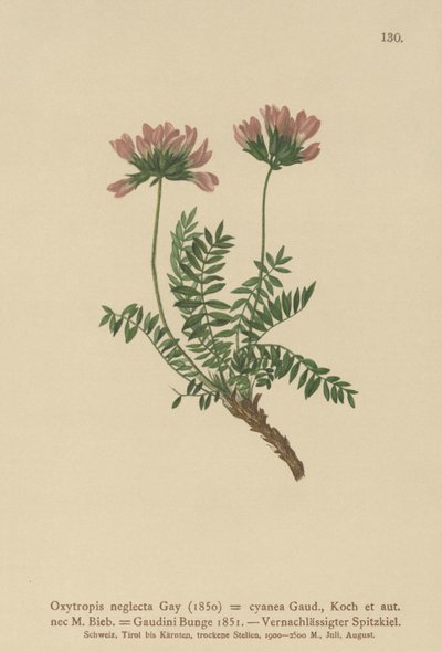 Pyrenean Milk Vetch (Oxytropis تجاهل ، Oxytropis الأزرق الداكن ، Oxytropis Gaume ، Oxytropis Albans ، Oxytropis Caucasian ، Oxytropis pyrenaica ، Astragalus pyrenaicum) بواسطة المدرسة الألمانية