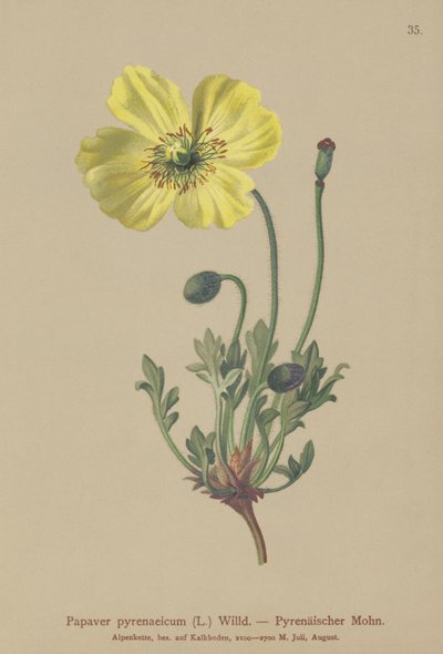 الخشخاش البيريني (Papaver pyrenaeicum ، Papaver alpinum sub.) بواسطة المدرسة الألمانية