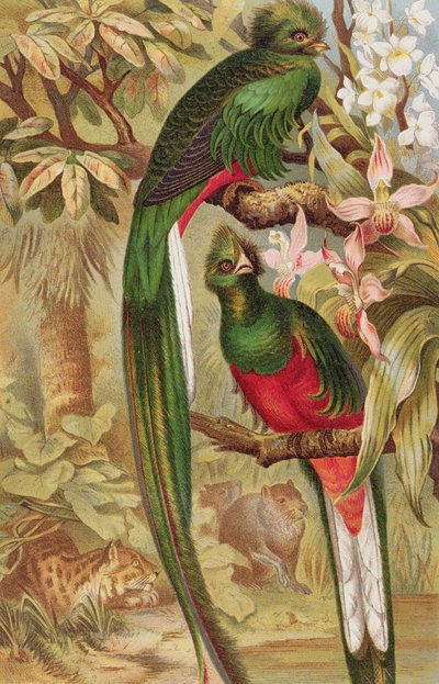 Quetzal ، لوحة من Brehms Tierleben: Allgemeine Kunde des Tierreichs ، المجلد 5 ، ص 6 ، نشره Bibliographisches Institut ، 1892 بواسطة المدرسة الألمانية