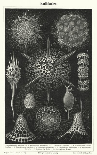 Radiolaria (نقش) بواسطة المدرسة الألمانية