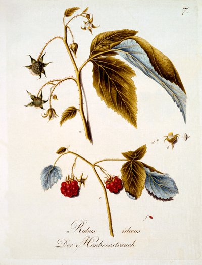 التوت ، رسم توضيحي من كتاب الزهور البرية الألمانية بقلم يوهان دانيال فون ريتر ، تم نشره في 1803-5 بواسطة المدرسة الألمانية