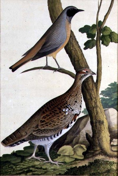 Redstart (Phoenicurus phoenicurus) و Hazel Hen ، حوالي 1740 (ألوان مائية على ورق) بواسطة المدرسة الألمانية