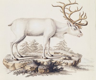 Reindeer (Cervus tarandus), from Mammals illustrated from Nature with descriptions, by Johann Christian Daniel von Schreber (1739-1810), engraving by I Nufsbiegel, volume 5, table 248-C, Germany بواسطة المدرسة الألمانية