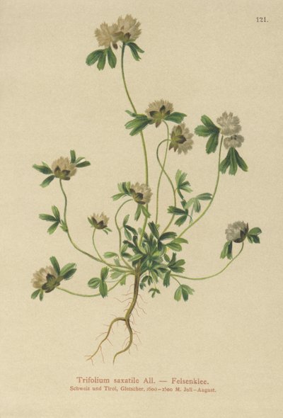 Rock Clover (Trifolium saxatile) بواسطة المدرسة الألمانية