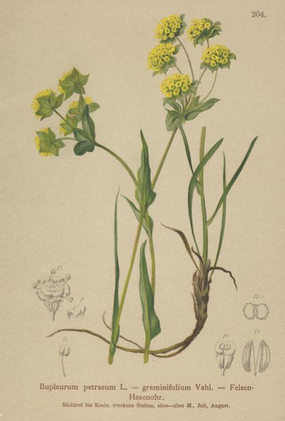 Rock Hares Ear (Bupleurum petraeum ، Bupleurum graminifolium) بواسطة المدرسة الألمانية