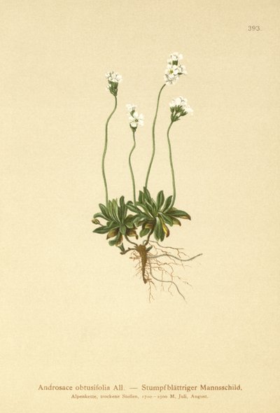 صخرة الياسمين (Androsace getusifolia) بواسطة المدرسة الألمانية