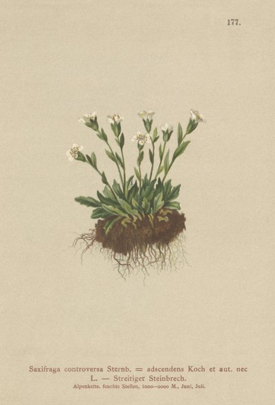Rock Saxifrage (Saxifraga controversa ، Saxifraga Adscendens) بواسطة المدرسة الألمانية