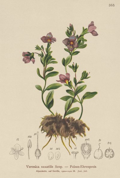 Rock Speedwell (Veronica saxatilis) بواسطة المدرسة الألمانية