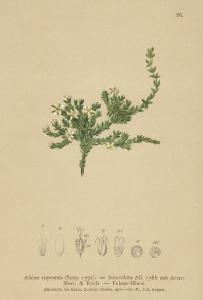 Rock Stitchwort (Alsine rupestris ، Alsine lanceolata ، Minuartia rupestris) بواسطة المدرسة الألمانية