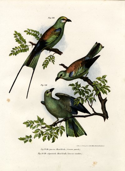 الأسطوانة ، 1864 بواسطة المدرسة الألمانية