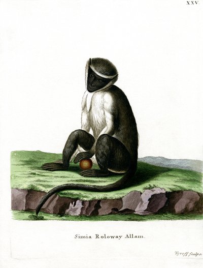 Roloway Guenon (نقش ملون) بواسطة المدرسة الألمانية