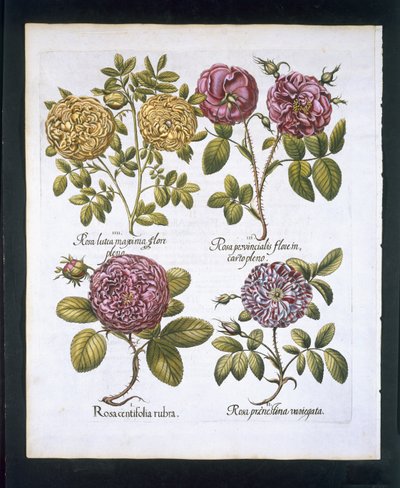 الورد ، لوحة 95 من Hortus Eystettensisby Basil Besler (1561-1629) حانة. 1613 (نقش يدوي) بواسطة المدرسة الألمانية