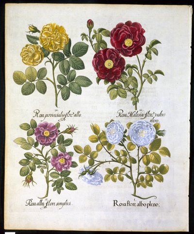 الورد ، لوحة 96 من Hortus Eystettemsis بواسطة Basil Besler (1561-1629) حانة في 1613 (نقش ملون باليد) بواسطة المدرسة الألمانية