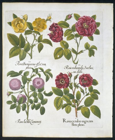الورد ، لوحة 96 من Hortus Eystettensis by Basil Besler (1561-1629) pub 1613 (نقش ملون باليد) بواسطة المدرسة الألمانية