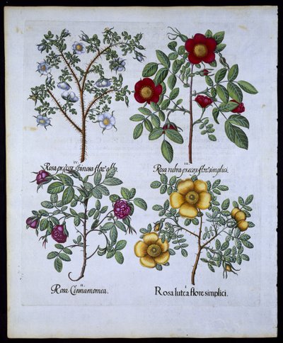 الورد ، لوحة 98 من Hortus Eystettensisby Basil Besler (1561-1629) حانة. 1613 (نقش يدوي) بواسطة المدرسة الألمانية