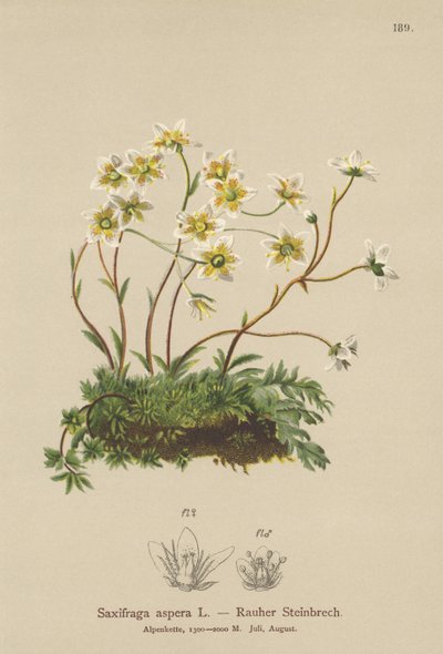 الخام Saxifrage (Saxifraga aspera) بواسطة المدرسة الألمانية