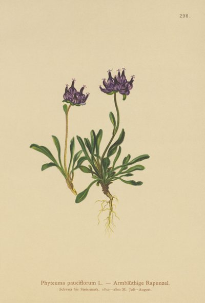 Rampion ذو الرأس المستدير (Phyteuma pauciflorum ، Rapunculus pauciflorus ، Phyteuma globulariifolium) بواسطة المدرسة الألمانية
