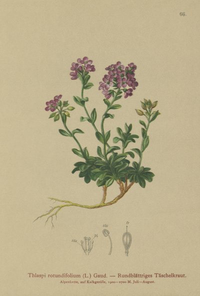 Pennycress ذو الأوراق المستديرة (Thlaspi rotundifolium ، Noccaea rotundifolia ، Thlaspi cepaeifolium subsp. rotundifolium) بواسطة المدرسة الألمانية