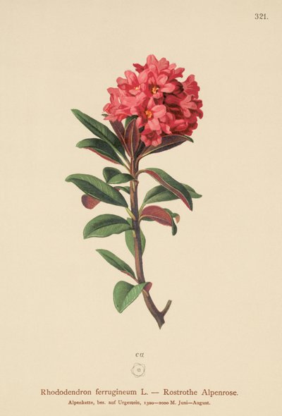 صدئ Alpenrose ليفيد (رودودندرون ferrugineum) بواسطة المدرسة الألمانية