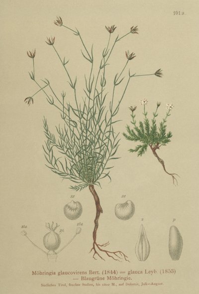 Sandwort (Moehringia glaucovirens ، Möhringia glaucovirens ، Möhringia glauca ، Moehringia glauca ، Arenaria glaucovirens) بواسطة المدرسة الألمانية