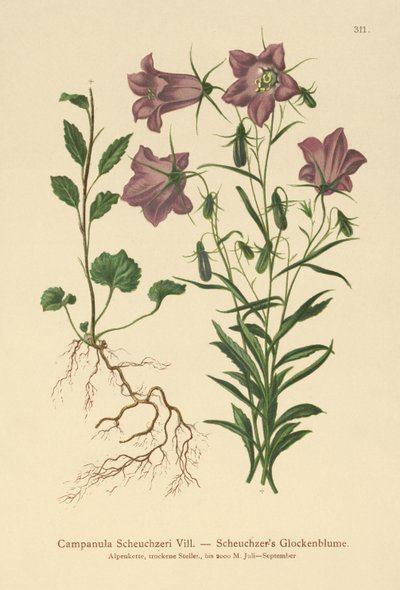 زهرة الجريس Scheuchzer (Campanula Scheuzeri) بواسطة المدرسة الألمانية