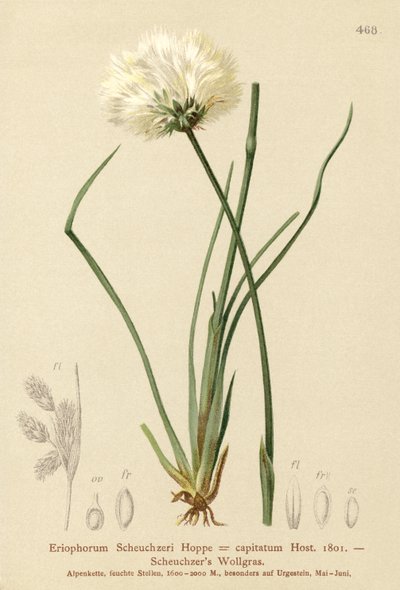 Scheuchzers عشب القطن (Eriophorum Scheuchzeri ، Eriophorum capitatum) بواسطة المدرسة الألمانية