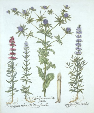 بحر هولي وثلاثة أنواع من الزوفا ، من Hortus Eystettensis ، بقلم باسل بيسلر (1561-1629) ، حانة. 1613 (نقش يدوي) بواسطة المدرسة الألمانية